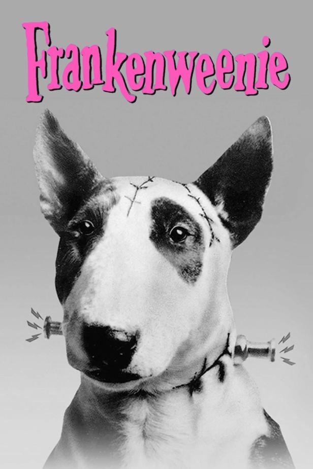 Ein Bullterrier ist als Frankensteins Monster verkleidet, im Stil des Films „Frankenweenie“.