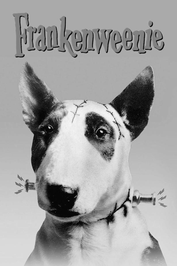 Ein Bullterrier im Stil von Frankenstein, inspiriert vom Film „Frankenweenie“.