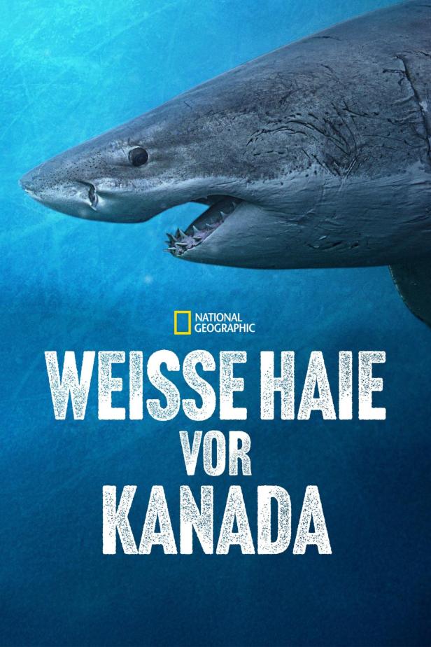Ein Weißhai schwimmt im blauen Wasser; Titelbild für National Geographic „Weisse Haie vor Kanada“.