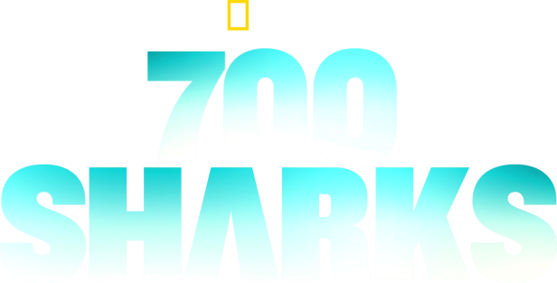 Das National Geographic Logo über dem Schriftzug „700 Sharks“.