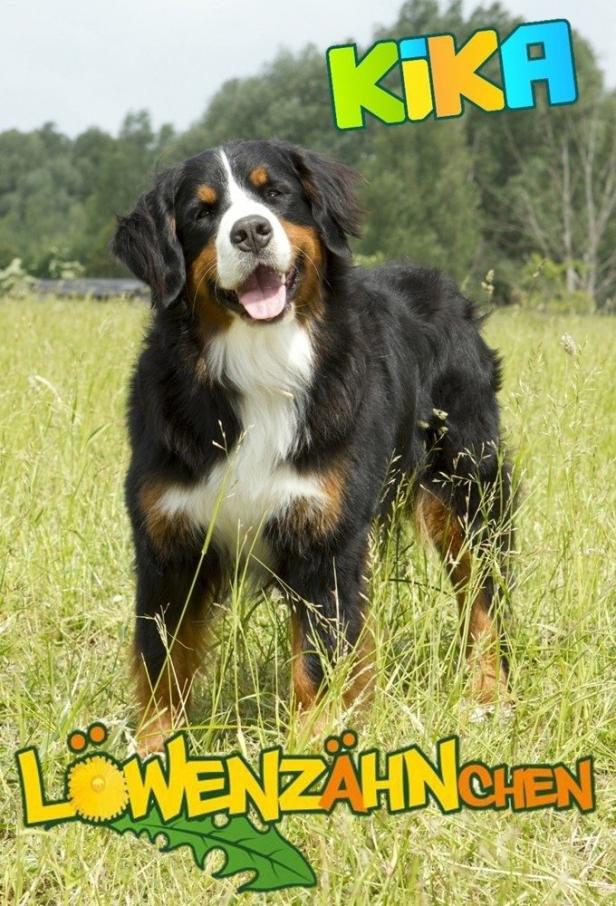 Ein Berner Sennenhund steht auf einer Wiese.