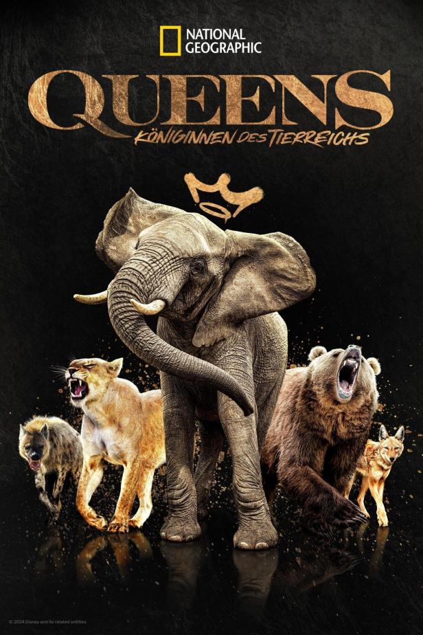 Ein Elefant, eine Löwin, ein Bär, ein Kojote und eine Hyäne auf dem Poster für „Queens – Königinnen des Tierreichs“.