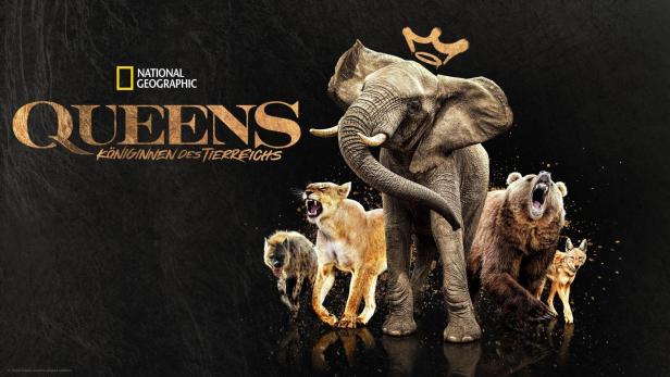 Ein Elefant, eine Löwin, ein Bär, eine Hyäne und ein Kojote auf einem Werbebild für „Queens – Königinnen des Tierreichs“ von National Geographic.