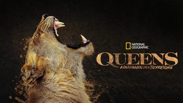 Das Key Visual für die National Geographic-Dokumentation „Queens – Königinnen des Tierreichs“ zeigt eine Löwin.