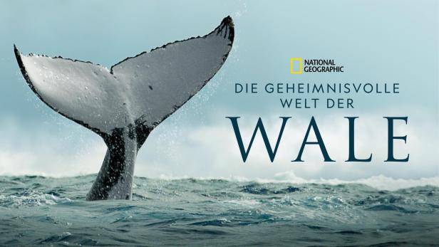 Die Schwanzflosse eines Wals ragt aus dem Wasser.