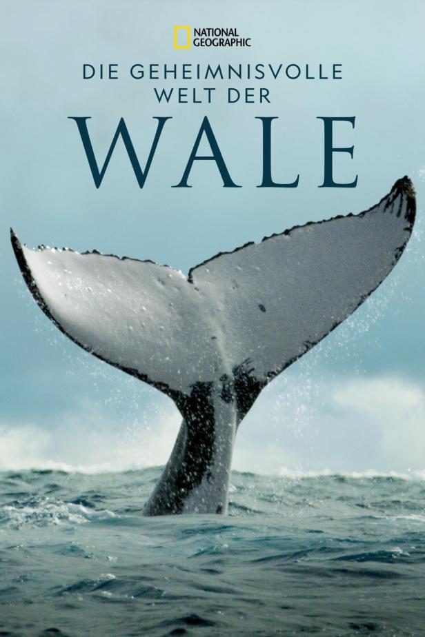 Das Poster für „Die geheimnisvolle Welt der Wale“ von National Geographic zeigt eine Walflosse über der Wasseroberfläche.