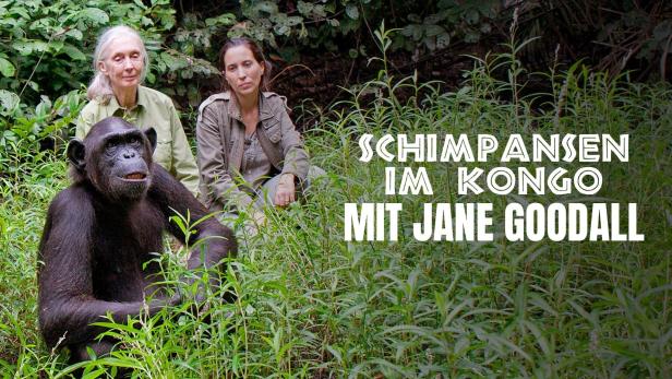 Jane Goodall mit einem Schimpansen und einer weiteren Person im Kongo.