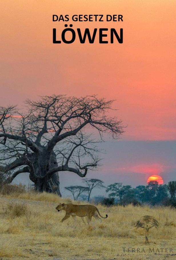 Eine Löwin durchstreift die Savanne bei Sonnenuntergang, im Hintergrund ein markanter Affenbrotbaum.