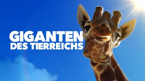 Der Kopf einer Giraffe vor blauem Himmel mit dem Schriftzug „Giganten des Tierreichs“.
