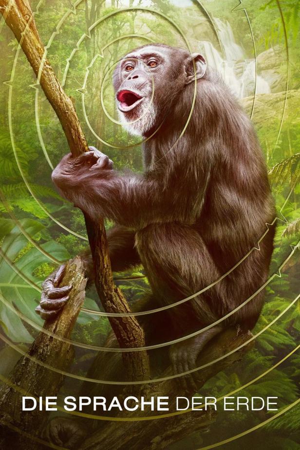 Ein Schimpanse sitzt auf einem Ast und schreit in einem dichten Dschungel.