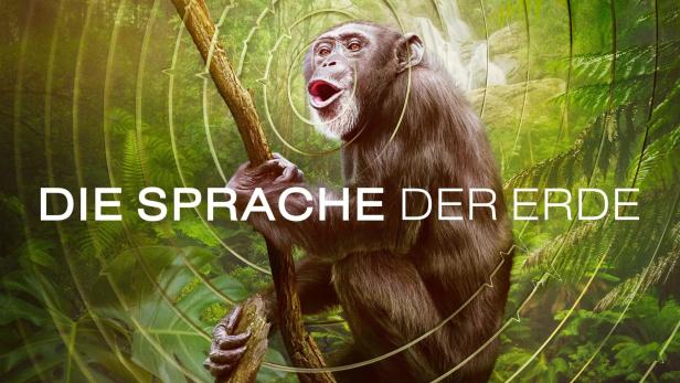 Ein schreiender Schimpanse klammert sich an einen Ast vor einem Dschungelhintergrund.