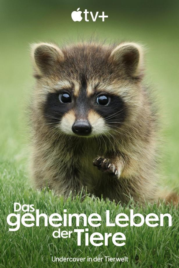 Ein Waschbär steht im Gras, im Hintergrund das Logo von Apple TV+ und der Titel „Das geheime Leben der Tiere“.