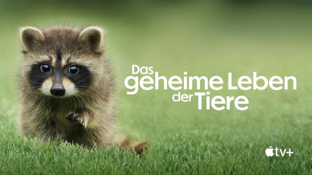 Ein Waschbär steht im Gras, im Hintergrund der Titel „Das geheime Leben der Tiere“.