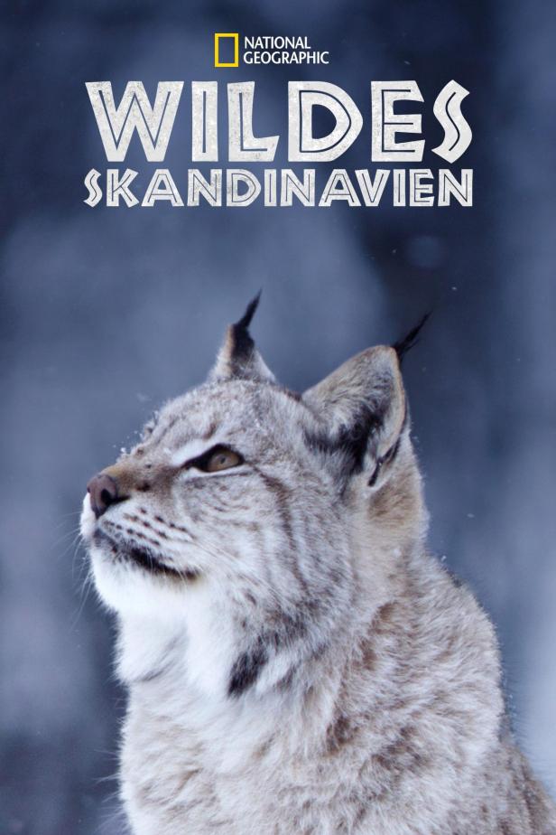 Das Cover von National Geographic „Wildes Skandinavien“ zeigt einen eurasischen Luchs.