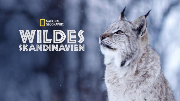 Ein eurasischer Luchs im Schnee, im Hintergrund der Titel „Wildes Skandinavien“.
