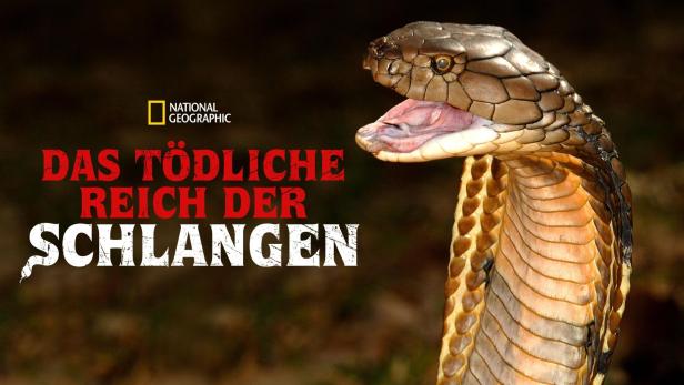 Eine Königskobra mit geöffnetem Maul, zu sehen im National Geographic.