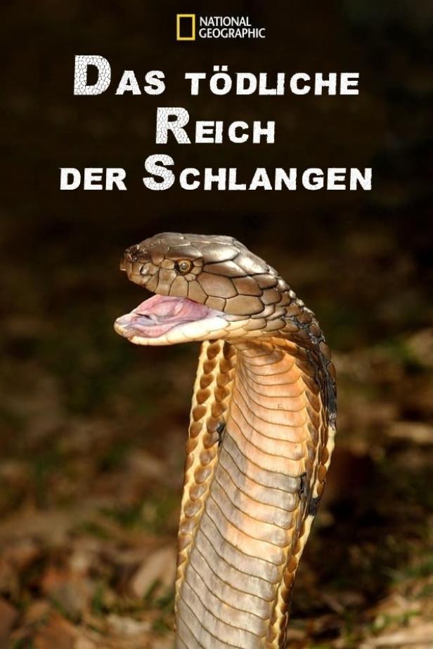 Eine Königskobra mit geöffnetem Maul vor einem dunklen Hintergrund.