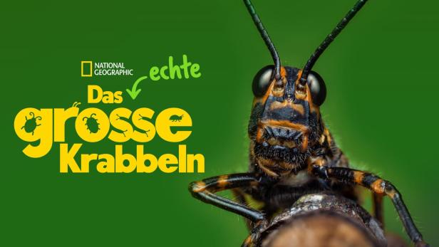 Nahaufnahme einer bunten Heuschrecke vor grünem Hintergrund.