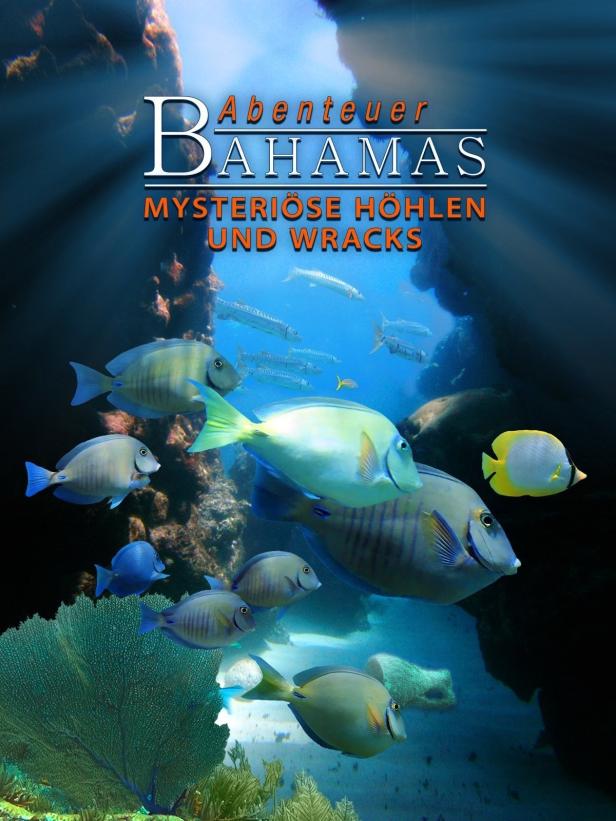 Eine Gruppe von Fischen schwimmt in den Gewässern der Bahamas.