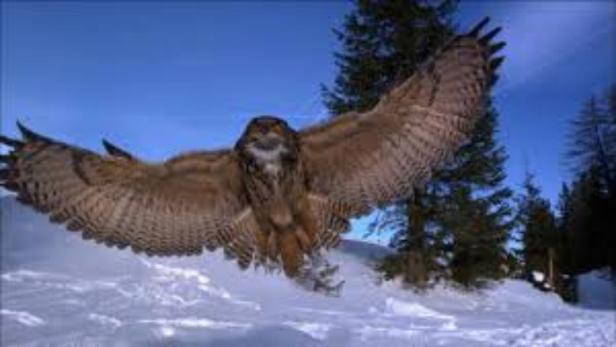 Ein Uhu fliegt mit ausgebreiteten Flügeln über eine verschneite Landschaft.