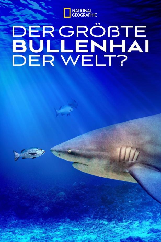Ein Bullenhai schwimmt im blauen Wasser, möglicherweise der größte der Welt.