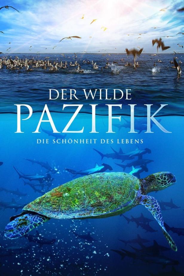 Das Cover des Films „Der wilde Pazifik“ zeigt eine Meeresschildkröte unter Wasser, über ihr eine Vogelkolonie.