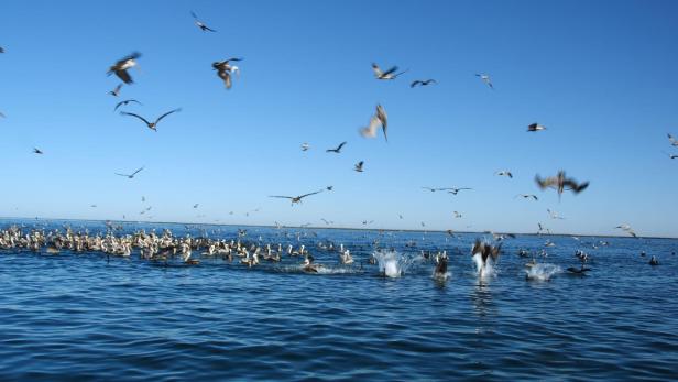 Eine große Gruppe Pelikane schwimmt und fliegt über dem Wasser.