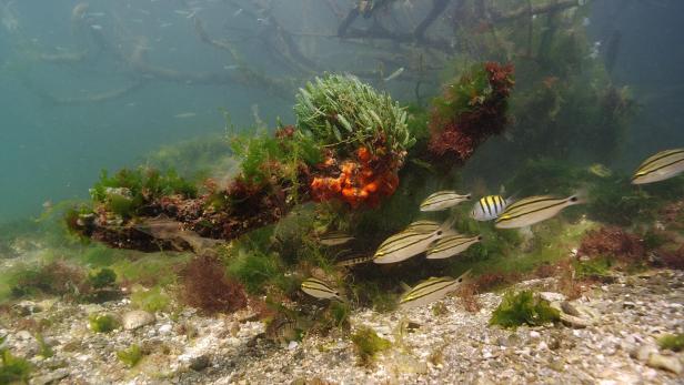 Eine Gruppe von Fischen schwimmt unter Wasser zwischen Algen und Schwämmen.