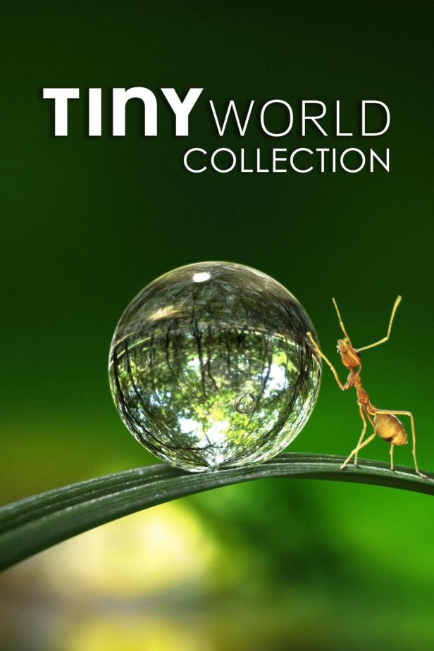 Eine Ameise steht neben einer Kugel, die einen Wald reflektiert.