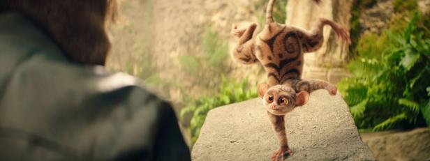 Koboldmaki Fitzgeraldo macht einen Handstand auf einem Stein