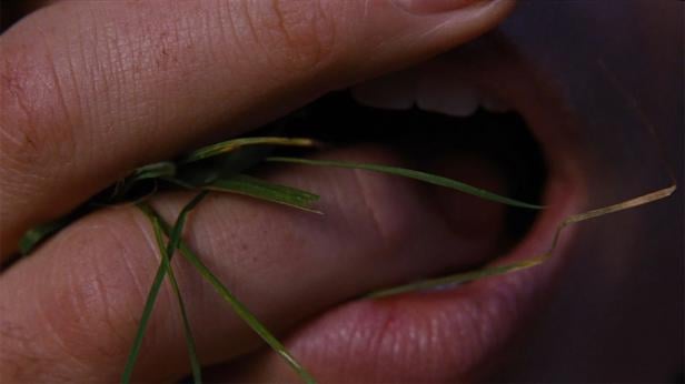 Großaufnahme von Fingern, die sich Gras in den Mund stecken