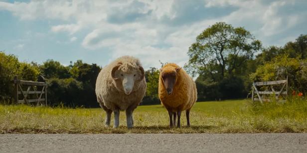 Zwei Schafe aus dem Schafkrimi stehen am Straßenrand