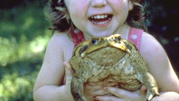 Cane Toads: An Unnatural History