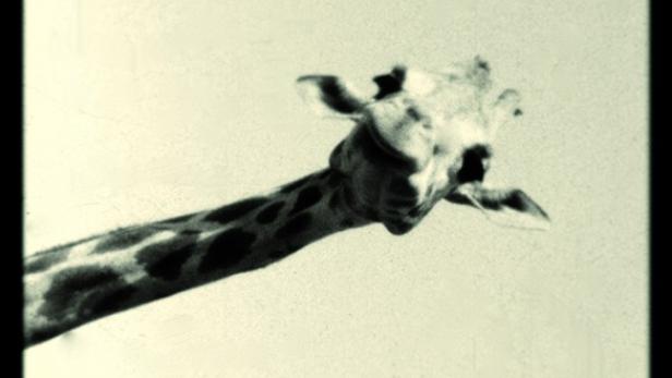 Der Kopf und Hals einer Giraffe vor einem hellen Hintergrund.