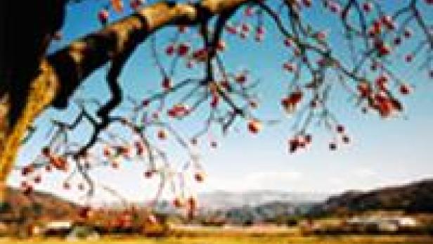 Ein Baum mit roten Früchten im Herbst vor einer Hügellandschaft.