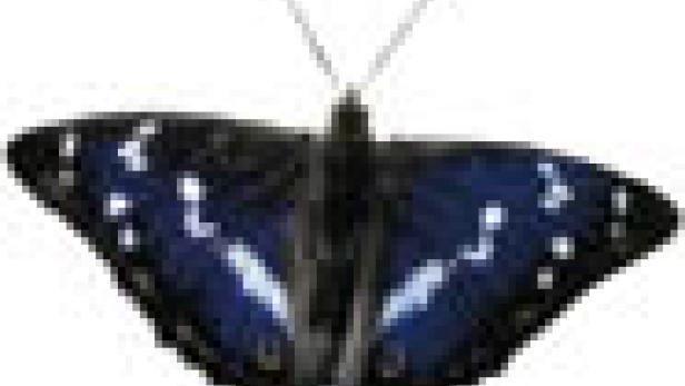 Ein Schmetterling mit blauen und weißen Flügeln vor einem weißen Hintergrund.