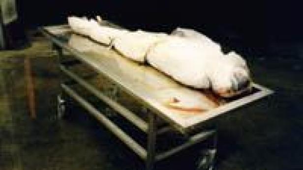 Ein großer, toter Hai liegt auf einem Edelstahltisch.