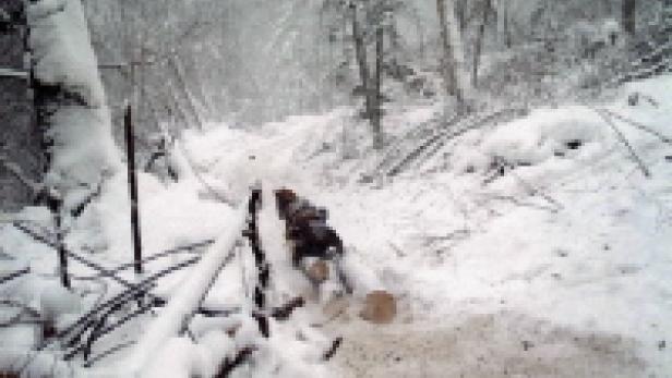 Ein Hund zieht einen Schlitten durch einen verschneiten Wald.