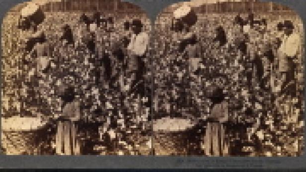 Eine Gruppe von Baumwollpflückern arbeitet auf einem Feld.