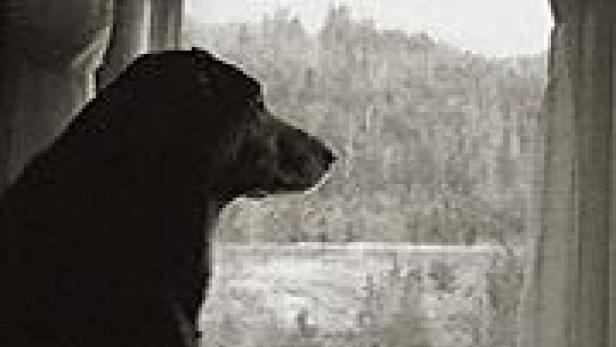 Ein dunkler Hund sitzt vor einem Fenster und schaut auf eine bewaldete Landschaft.