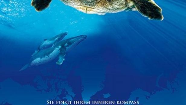 Tortuga - Die unglaubliche Reise der Meeresschildkröte