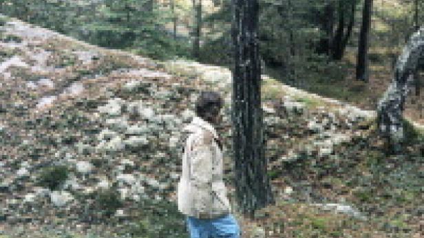 Eine Person geht in einem Wald an einem bewachsenen Hügel entlang.