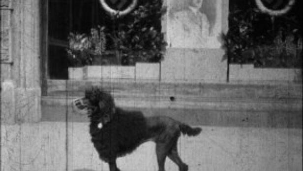 Ein Pudel steht vor einem Gebäude, das mit Hakenkreuzen und einem Porträt geschmückt ist.