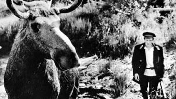 Ein Elch steht im Vordergrund, während im Hintergrund eine Person steht.