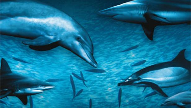 Das Filmplakat für „Wild Ocean 3D“ zeigt Haie und Delfine unter Wasser.