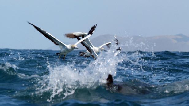 Basstölpel stürzen sich ins Meer, um zu fischen.