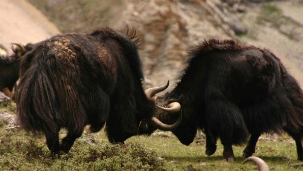 Yaks!