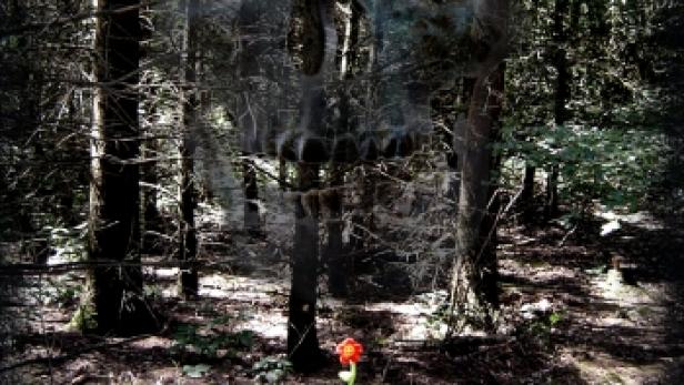 Ein Wald mit einem Totenkopf im Hintergrund und einer einzelnen Blume im Vordergrund.
