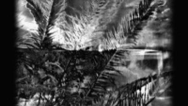 Schwarz-Weiß-Darstellung von Palmenblättern vor einem bewölkten Himmel.