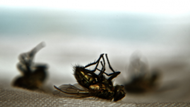 Mehrere tote Fliegen liegen auf dem Rücken.